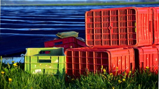 Asparagus field boxes harvest crates