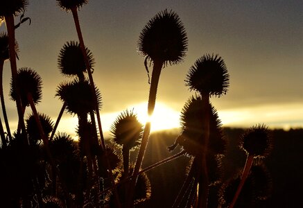 Dried plants backlighting clouds