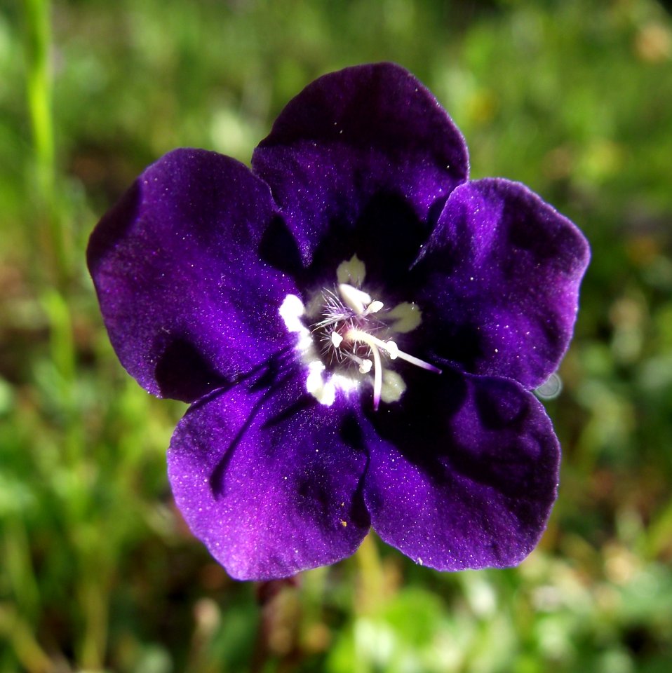 Phacelia parryi 10