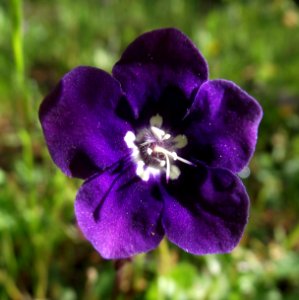 Phacelia parryi 10
