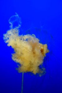 Phacellophora camtschatica - Monterey Bay Aquarium - DSC07263 photo