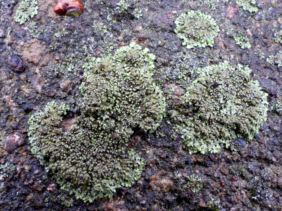 Phaeophyscia orbicularis 107170105