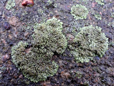 Phaeophyscia orbicularis 107170105