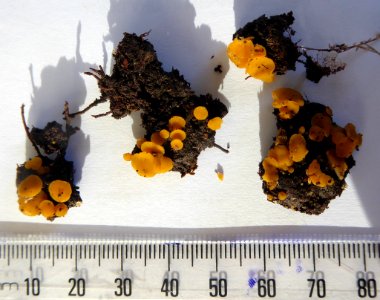 Phaeohelotium undulatum 8427539
