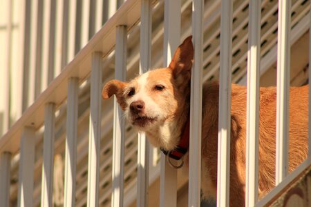Balcony pet guard