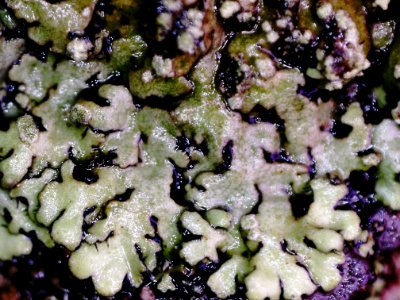Phaeophyscia orbicularis 107170120