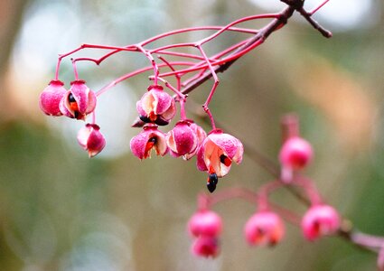 Red plant mood