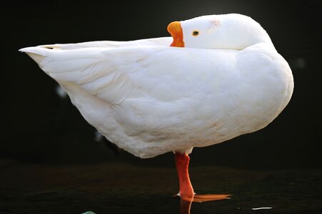 White big bird