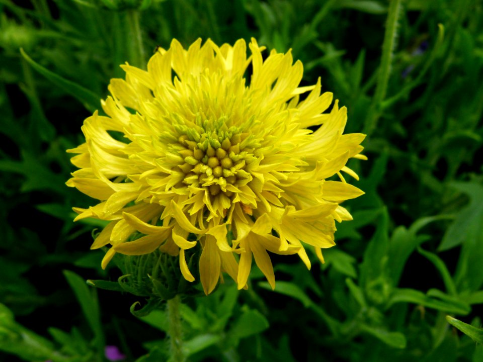 Petite fleur jaune
