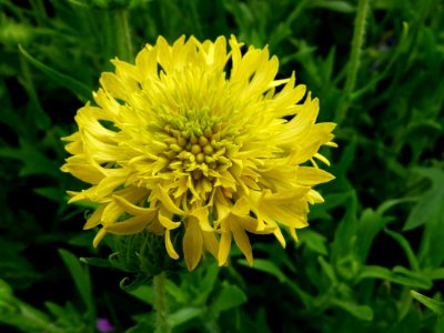 Petite fleur jaune