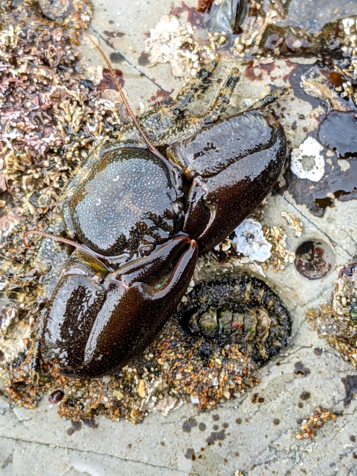 Petrolisthes cabrilloi 115130739