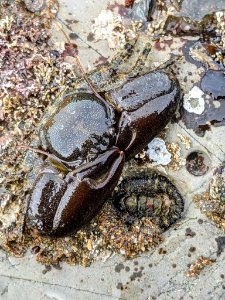 Petrolisthes cabrilloi 115130739