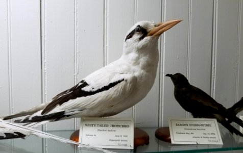 Phaethon lepturus and Oceanodroma leucorhoa - Pember Library and Museum - Granville, New York - 20180224 143239