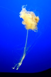 Phacellophora camtschatica - Monterey Bay Aquarium - DSC07261