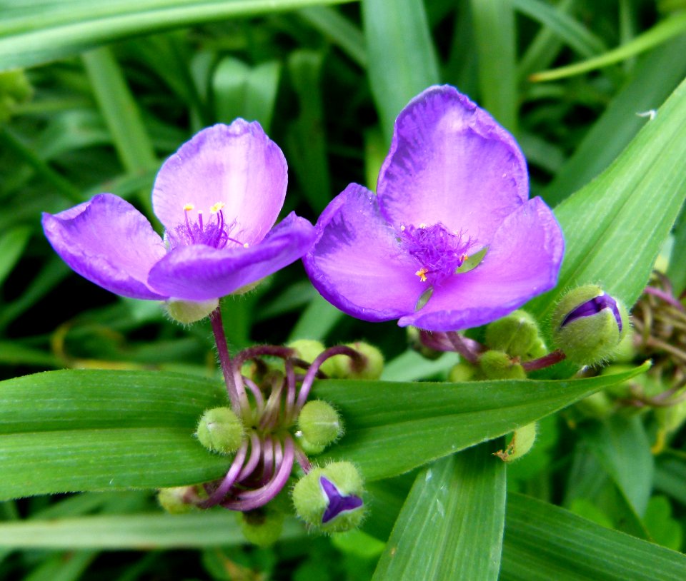 Petites fleurs mauves
