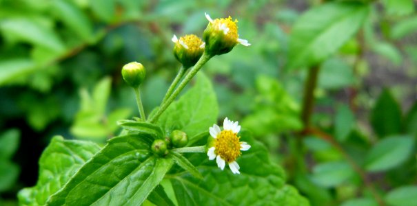 Petites fleurs d'été