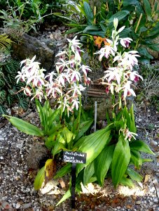 Phaius tankervilleae - Naples Botanical Garden - Naples, Florida - DSC00111