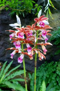 Phaius tankervilleae - Shinjuku Gyo-en Greenhouse - Tokyo, Japan - DSC05951
