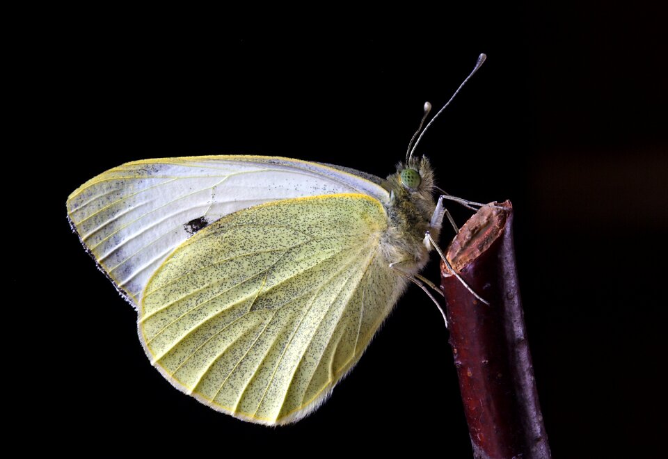 Insect nature wing