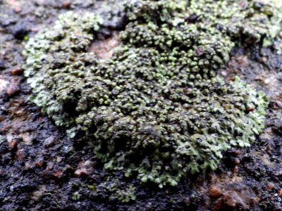 Phaeophyscia orbicularis 107170111