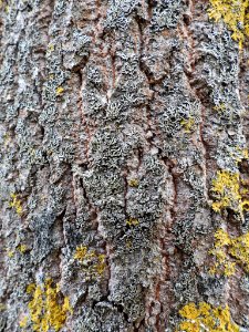 Phaeophyscia orbicularis 100111043