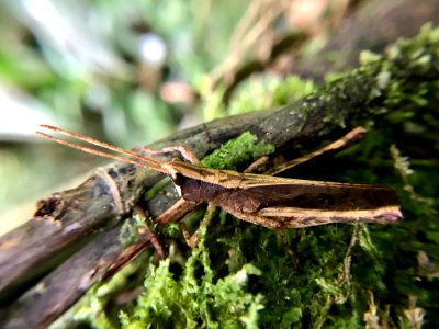 Phaeoparia depressicornis