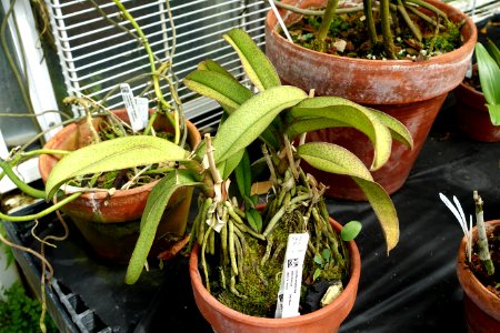 Phalaenopsis pulcherrima (Doritis pulcherrima) - Lyman Plant House, Smith College - DSC01990