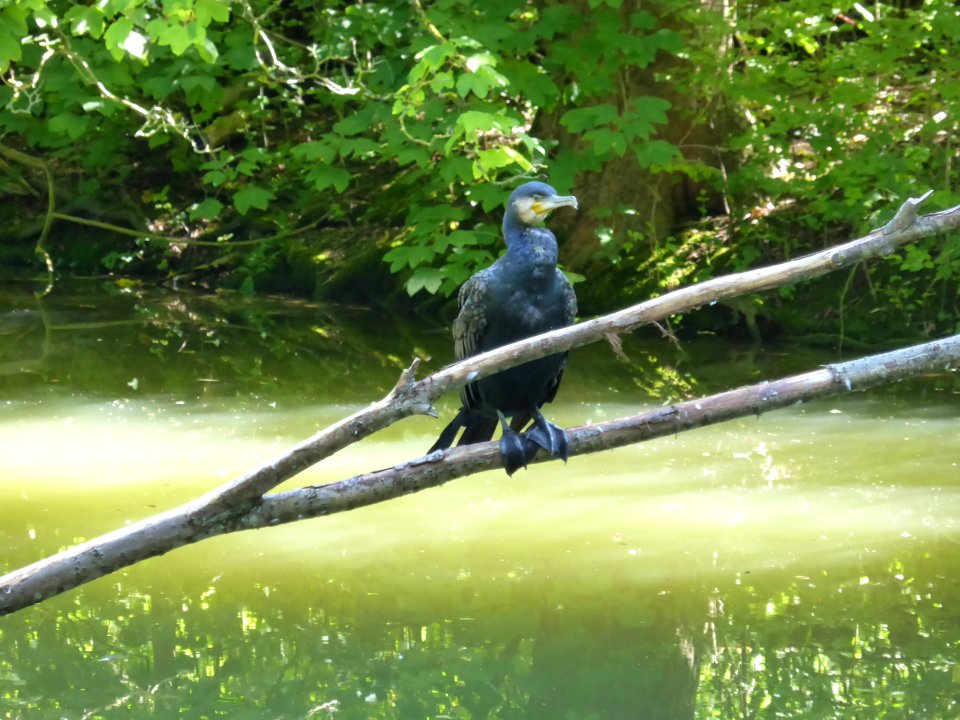 Phalacrocorax-carbo-1