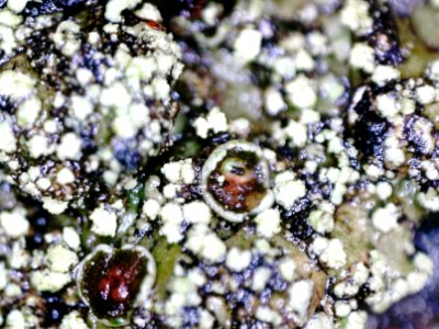 Phaeophyscia orbicularis 107170130