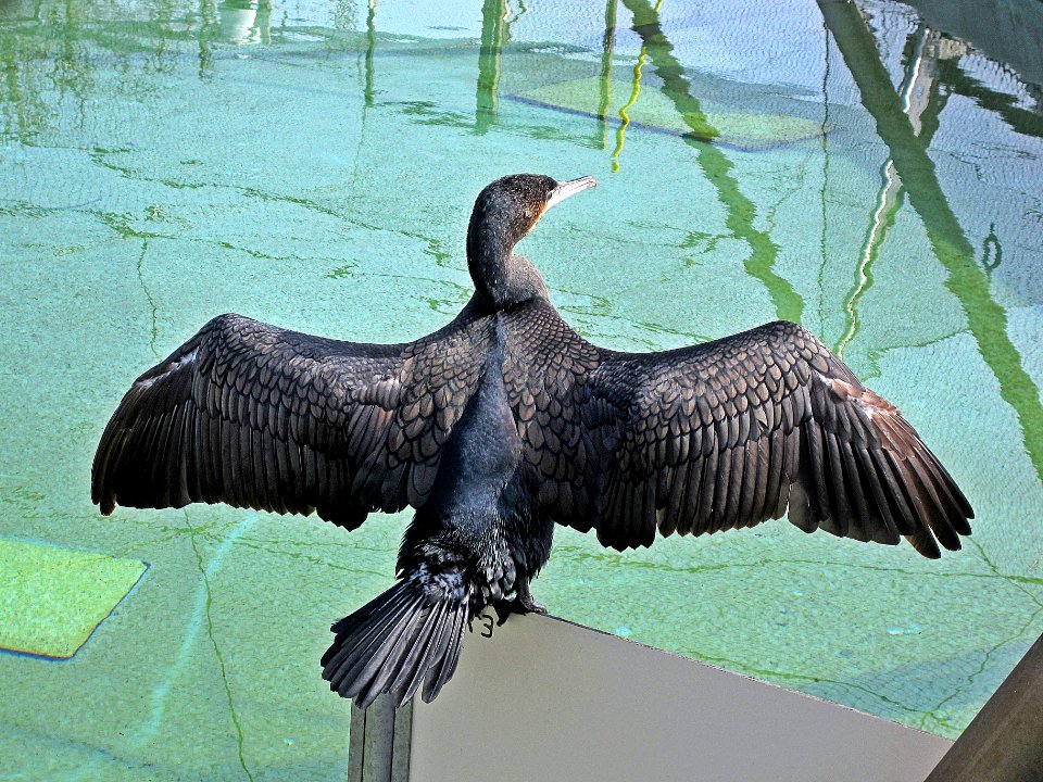 Phalacrocorax carbo (Great cormorant), Ecomare, Texel, the Netherlands