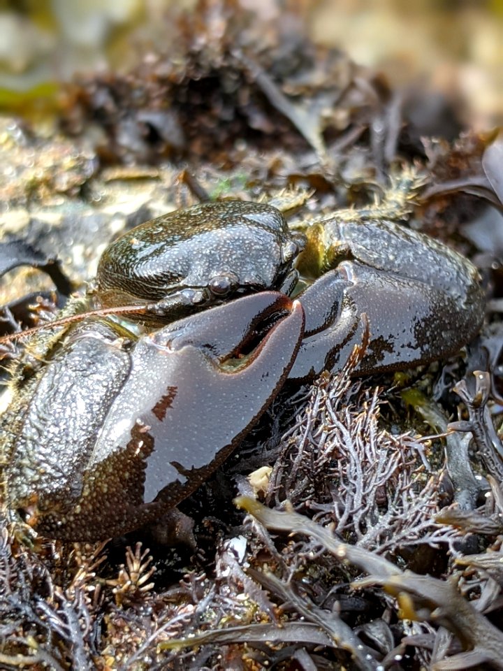 Petrolisthes cabrilloi 115130687