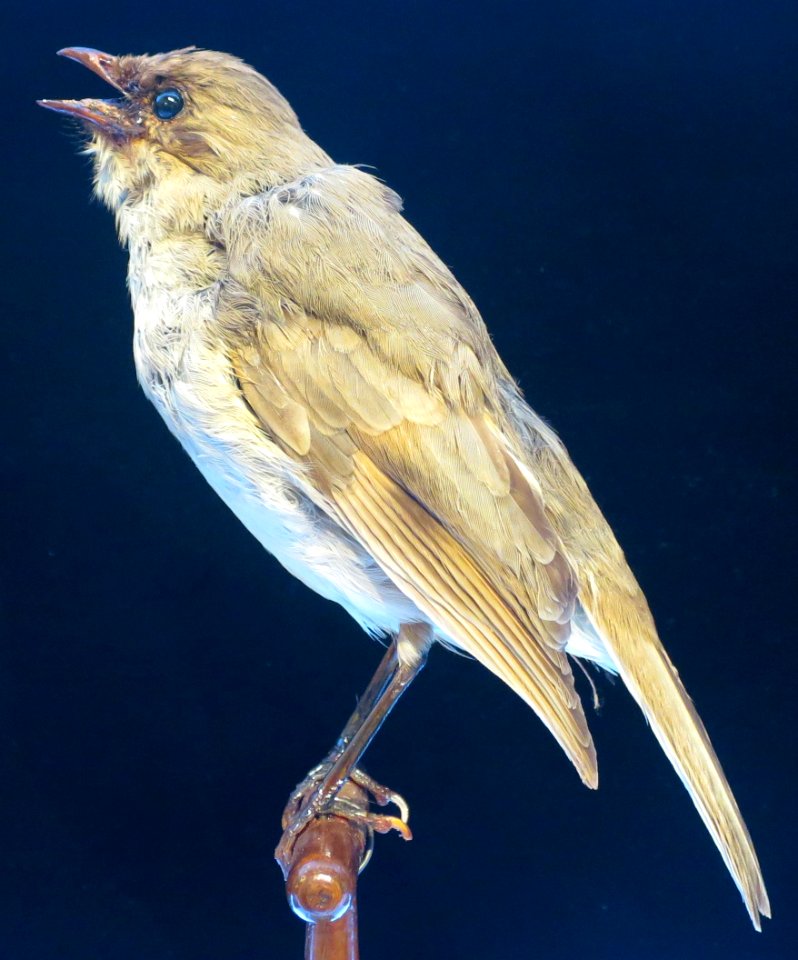 Phaeornis myadestina Stejn, Bishop Museum, Honolulu