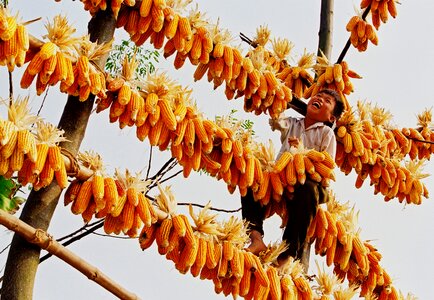 Yellow laugh climb tree photo