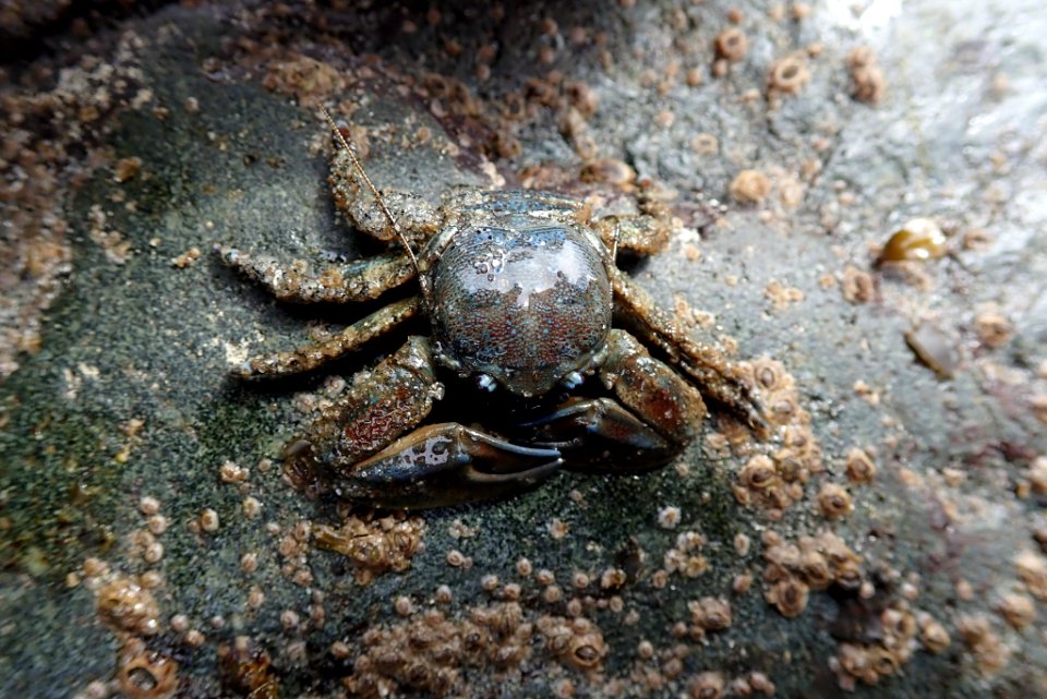 Petrolisthes eriomerus 34398316