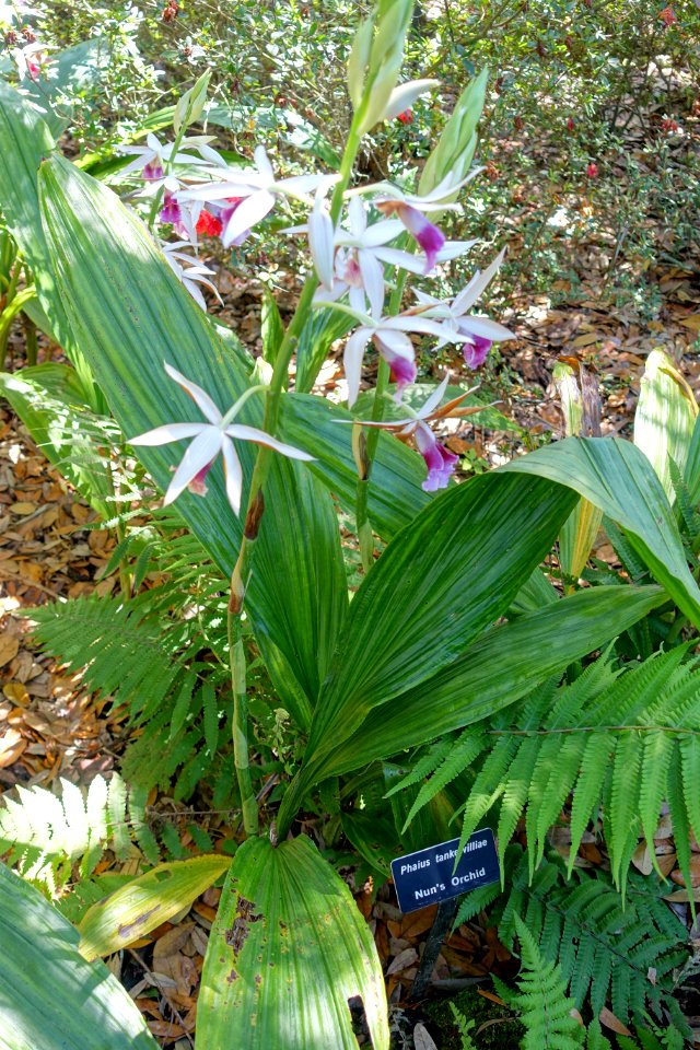 Phaius tankervilleae - Bok Tower Gardens - DSC02335