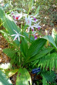 Phaius tankervilleae - Bok Tower Gardens - DSC02335