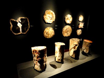 Petrified wood exhibit - Houston Museum of Natural Science - DSC02029