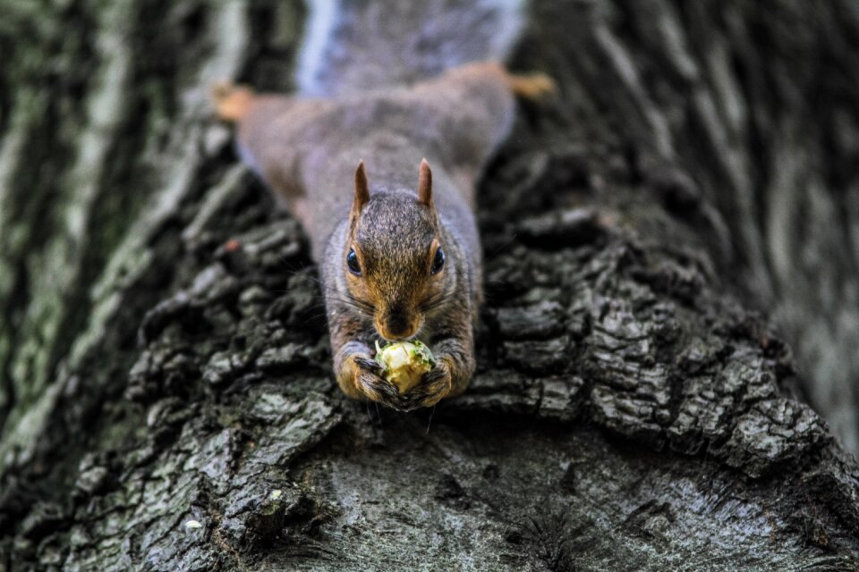 Rodent gray nature gray animals