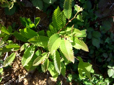 PetitarbreA1