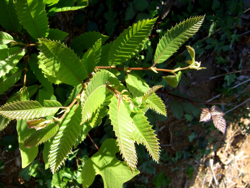 PetitarbreA3