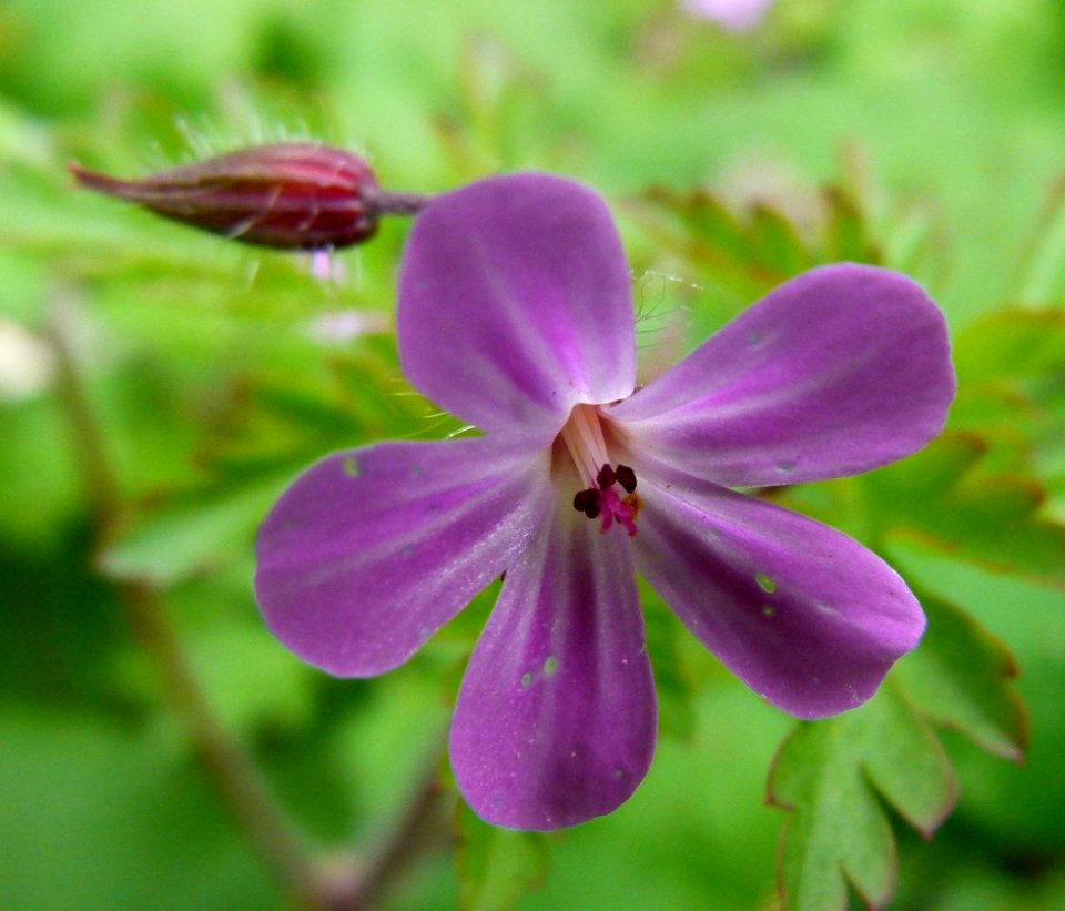 Petite fleur violette