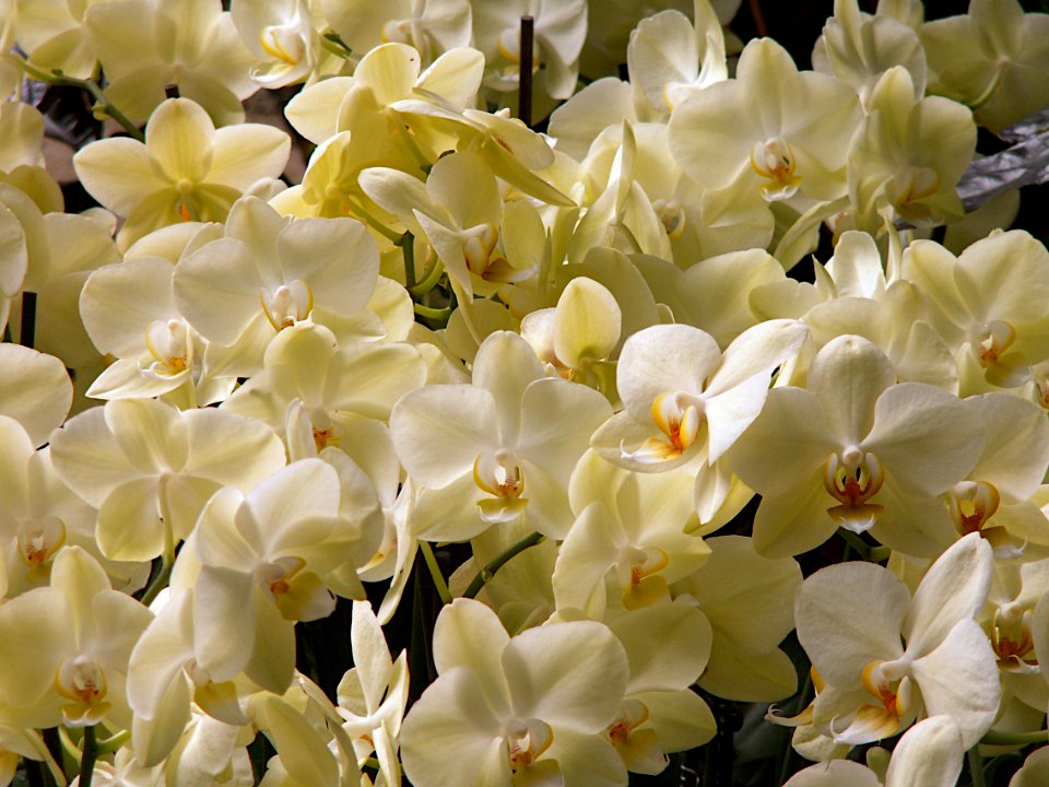 Phalaenopses at Phipps Conservatory, 2020-03-11, 01