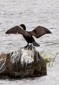 Phalacrocorax carbo Oulu Finland 2020-09-20