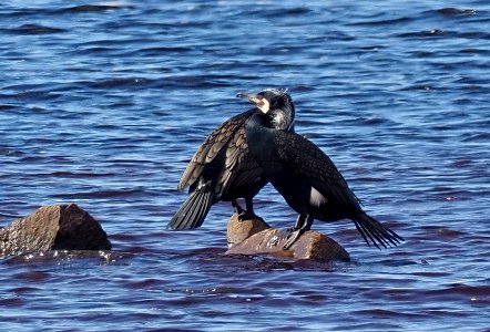 Phalacrocorax carbo Oulu Finland 2021-04-27