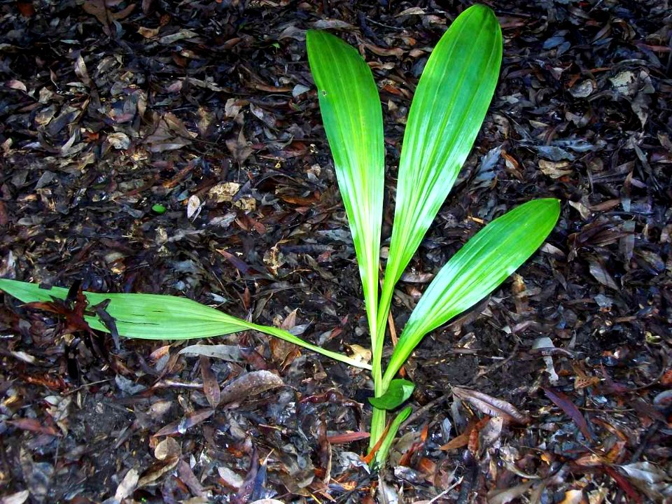 Phaius australis Coffs Harbour