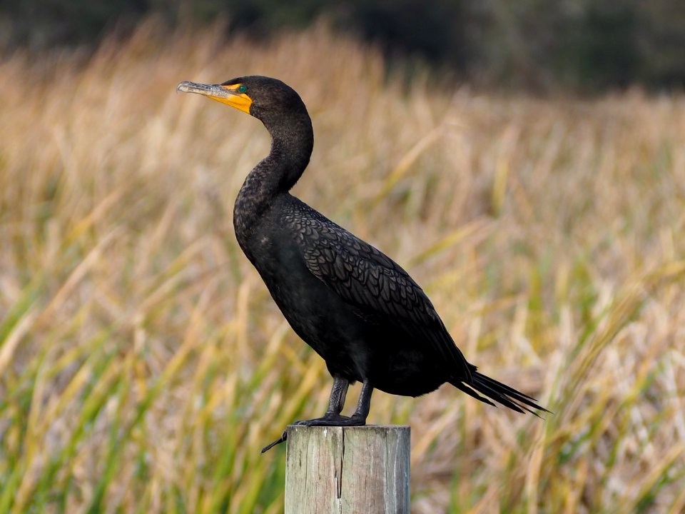 Phalacrocorax auritus 110975877