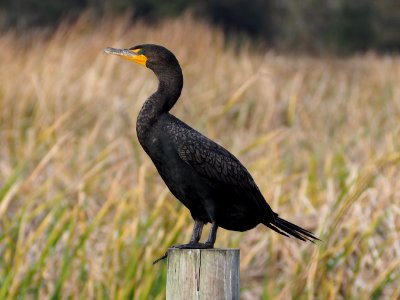 Phalacrocorax auritus 110975877