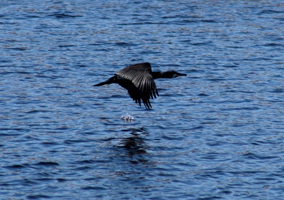 Phalacrocorax Carbo Oulu 20180520