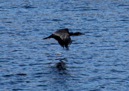 Phalacrocorax Carbo Oulu 20180520