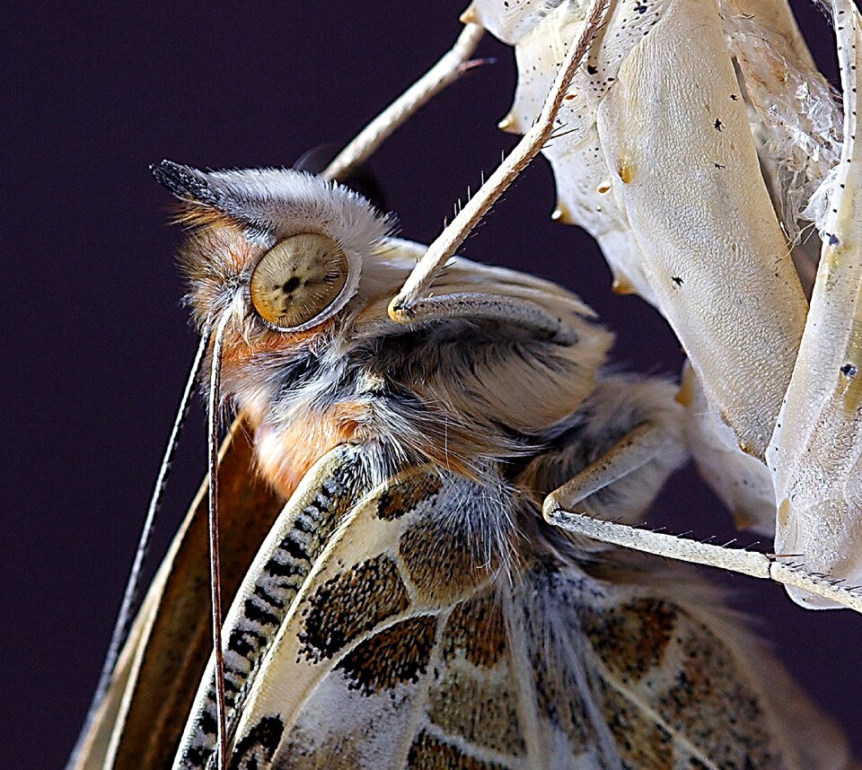 Insect nature wing